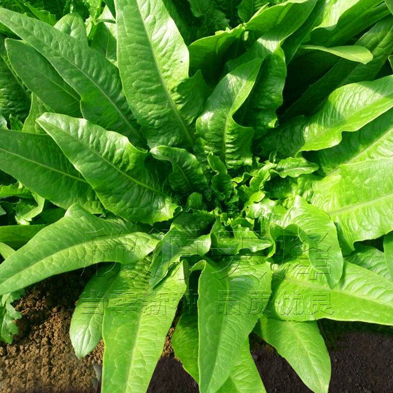 大叶油麦菜菜籽秋季四季大田大棵青菜种阳台盆栽无斑油麦菜种子孑