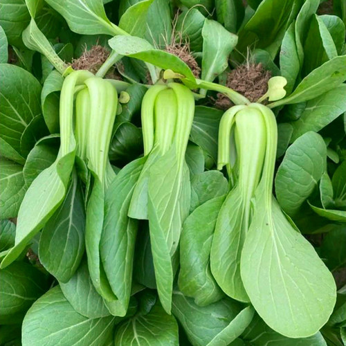 蔬菜阳台盆栽四季苏州小油菜