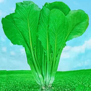 潮汕揭阳大叶春菜种子老品种春芥菜种子蔬菜籽蔬菜种子四季春菜籽