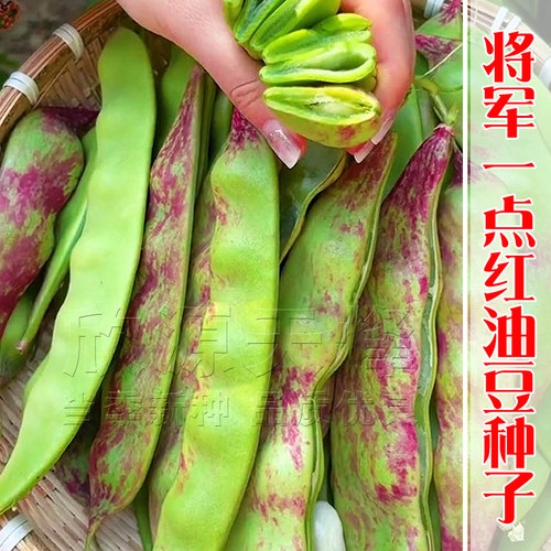 蔬菜东北油豆角高产种子