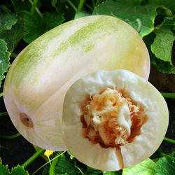 冰翡翠甜瓜种子羊角蜜香瓜种籽酥白沙蜜伊丽莎白四季春季水果种孑