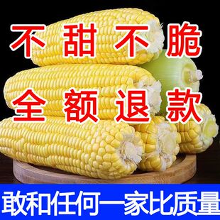 【新鲜现摘】新鲜水果玉米农家现摘生吃嫩玉米棒带壳一整箱批发价