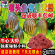包邮 牛心汉堡七彩神仙鱼罗汉埃及冷冻鱼食饲料三袋75元 顺丰空运