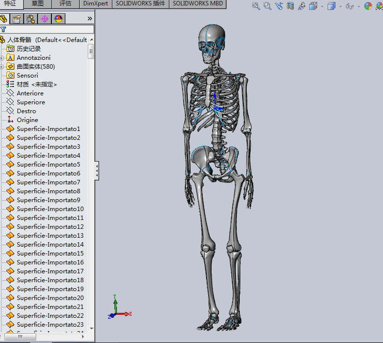 非常完整的人体骨骼3d模型图纸 solidworks设计