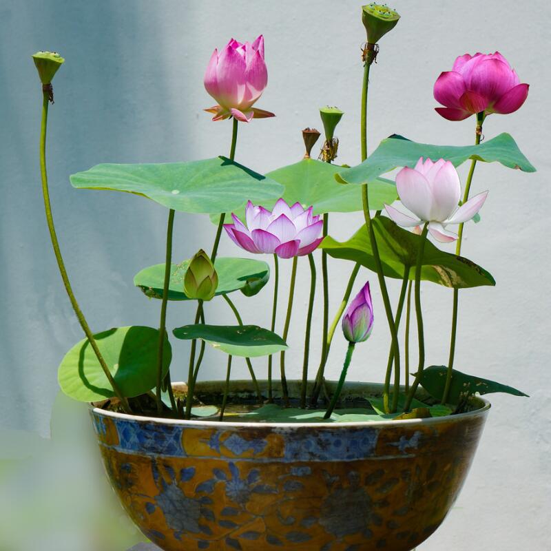 水培植物碗莲花种子迷你睡莲盆景荷花盆栽四季桌面小绿植花卉碗莲