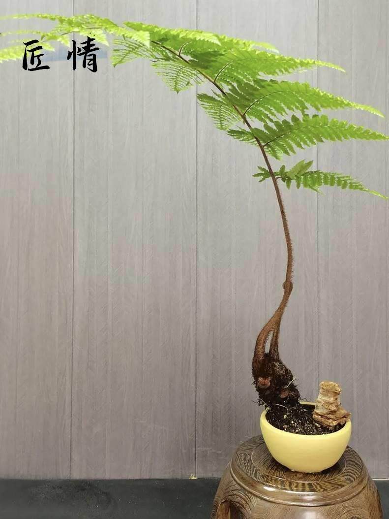 金毛狗脊蕨一叶蕨盆栽老桩网红黄毛蕨类绿植造景盆景金毛蕨类植物