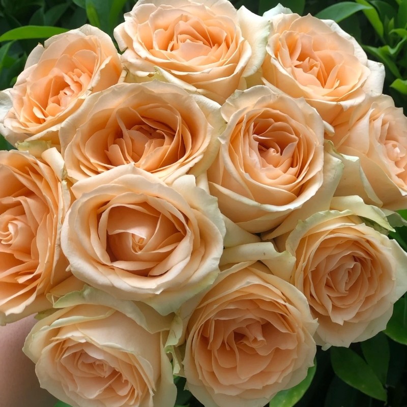 蜜桃雪山月季花苗特大花浓香奶黄色四季盆栽灌木花卉庭院阳台玫瑰