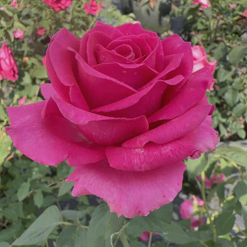 超新品切花玫瑰大桃红月季花苗庭院阳台盆栽花卉植物抗病耐热耐寒