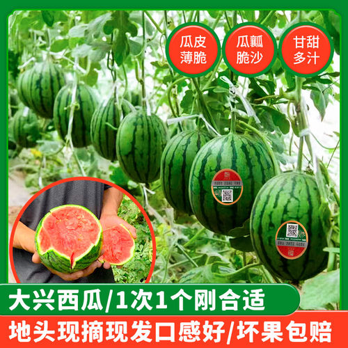 北京大兴庞各庄头茬西瓜