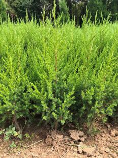 常年供应四季长青塔柏松树蜀桧苗圆柏苗园林松高速道路小区庭院