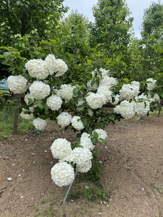 中华木绣球大花斗球盆栽地栽四季开花耐寒植物庭院阳台花卉绿植