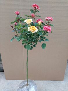 包邮月季花苗多品种月季花树月季树树桩月季棒棒糖月季多季开花