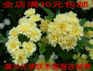 浓香型藤本花卉黄木香白木香花苗攀援花卉植物 适合庭院楼顶拱门