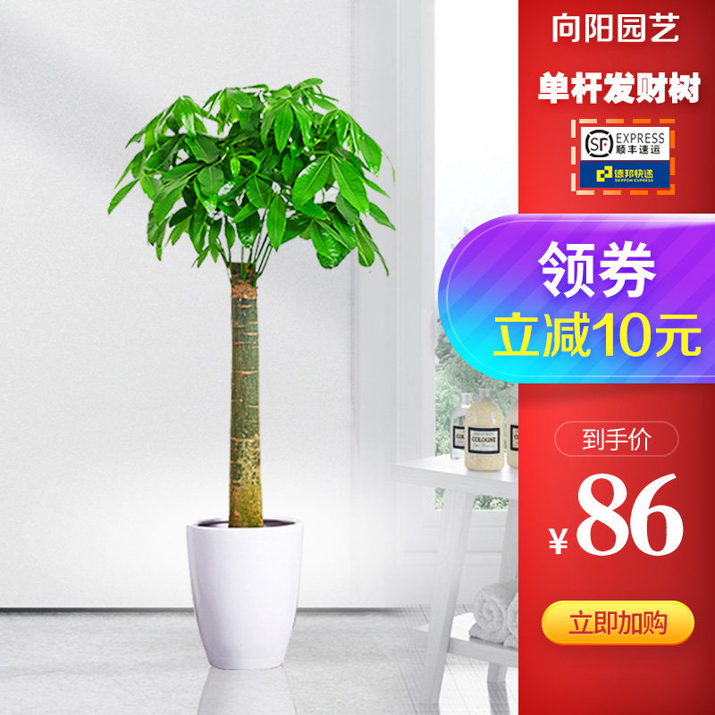 单杆发财树盆栽室内开业植物盆景家庭客厅办公室绿植花卉大型包邮
