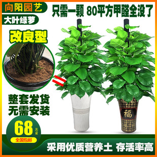 大叶绿萝柱盆栽客厅室内办公室净化空气吸甲醛大绿箩柱绿植物 包邮