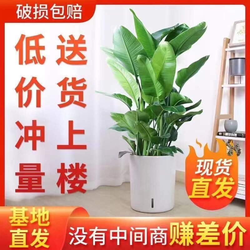 向阳天堂鸟植物大型室内盆栽鹤望兰客厅办公室大厅绿植天堂鸟盆栽