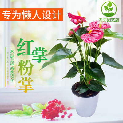 四季开花客厅观花一帆风顺花卉