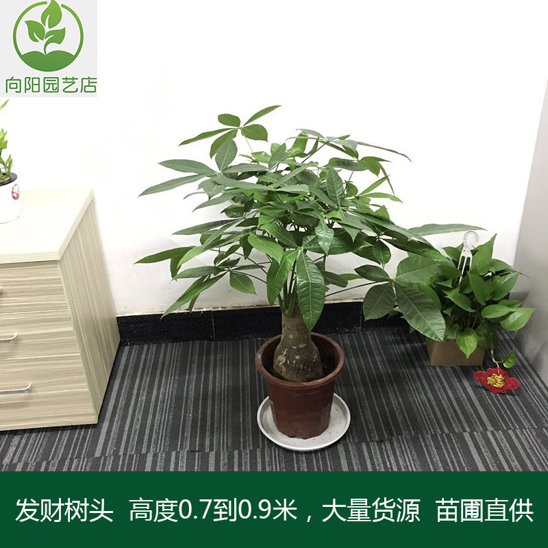 步步高大发财树盆栽客厅大型树桩植物绿植办公室绿化开业乔迁送礼