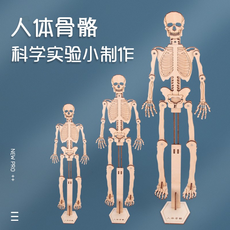 科技小制作diy拼装科普器材科学小实验标本教学用具人体骨骼模型