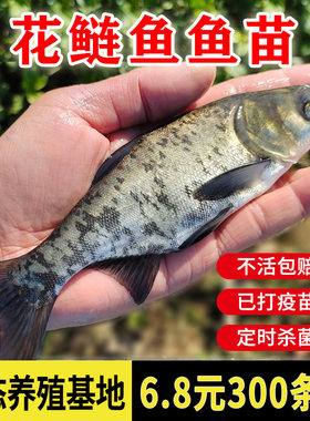 花鲢鱼苗大头鱼苗胖头鱼苗黑鳙鱼苗雄鱼活体淡水食用养殖包活特大