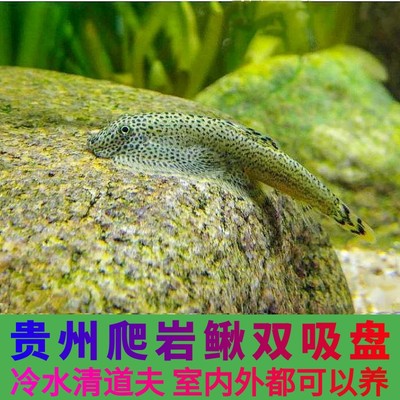 冷水清道夫吸鳅爬岩鳅观赏鱼冷水鱼鳑鲏鱼常年不加温观赏鱼原生鱼