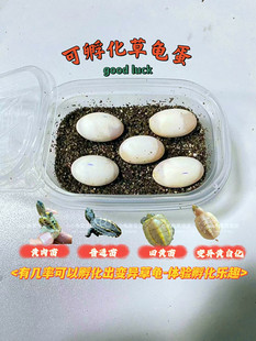 中华草龟外塘冷水养殖种龟乌龟蛋可以孵化蛋受精蛋带全套孵化工具