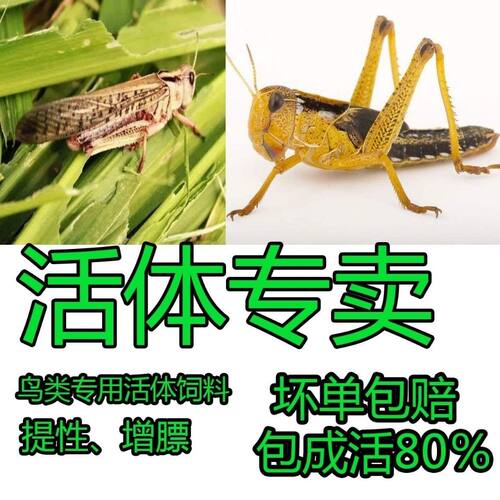 活体蚂蚱活虫蝗虫蚱蜢画眉鸟爬虫龟宠物蜂饲料鸟活食新鲜食物飞蝗