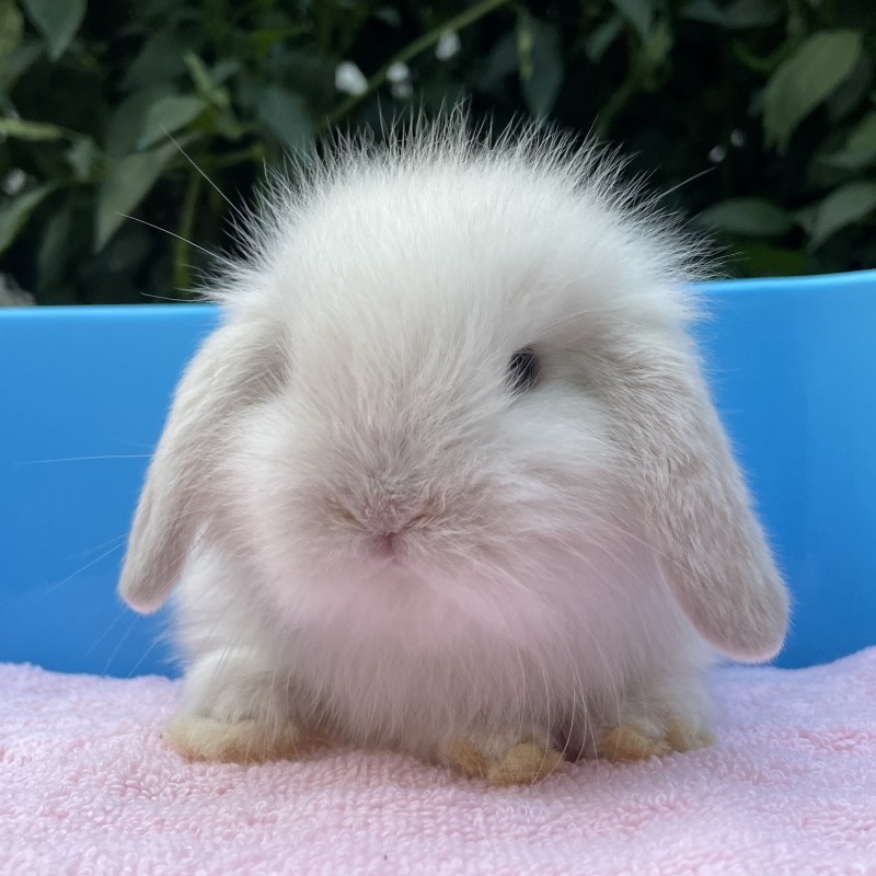 垂耳兔子活物迷你小型成年宠物长不大折耳兔侏儒进口血统活体包邮