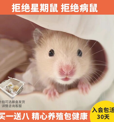 小宠物金丝熊仓鼠活物已打疫苗情侣一对一公一母小动物送笼子家养