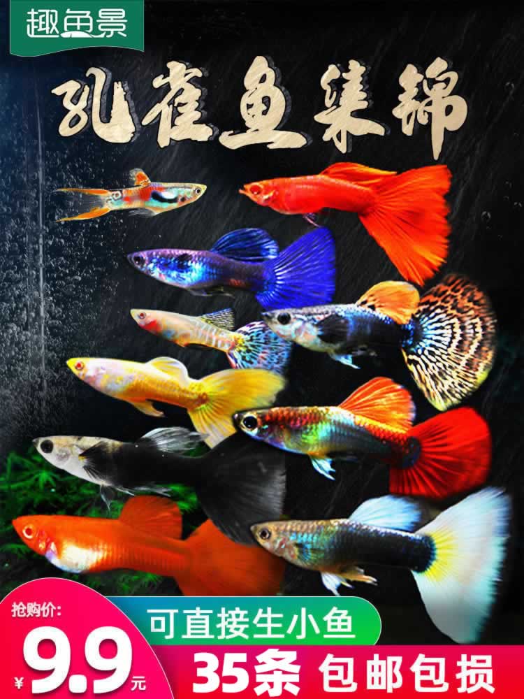 孔雀热带观赏鱼苗淡水冷水小型小鱼好养耐活耐养金鱼凤尾斑马活鱼