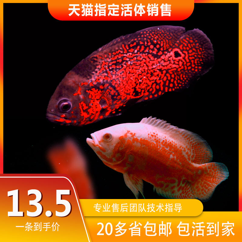 黑白地图鱼猪仔鱼鹦鹉鱼银龙鱼中鱼