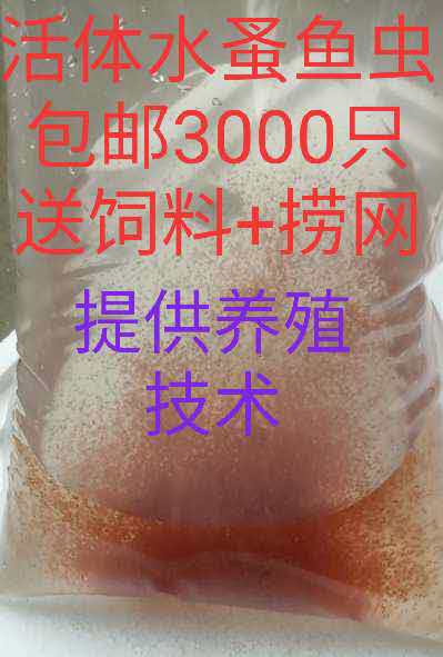 水蚤种可繁殖 自家养殖繁殖干净无菌高蛋白幼鱼鱼苗的开口活饲料