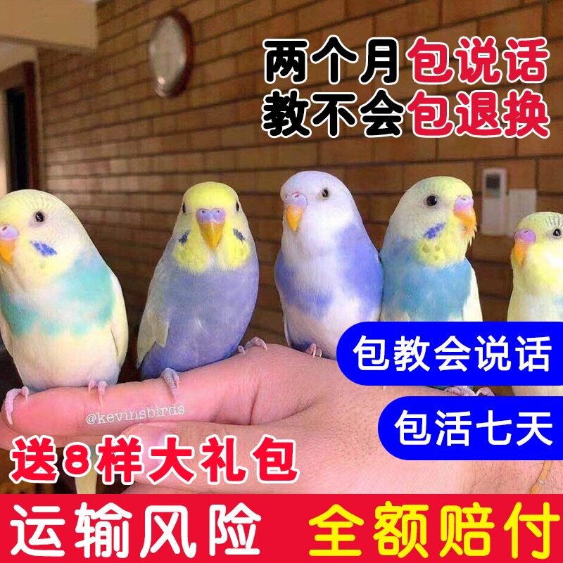 鸟活体鹦鹉活宠物鸟体虎皮黄化情侣鹦鹉云斑鹦鹉鸟粮玄凤活体图片