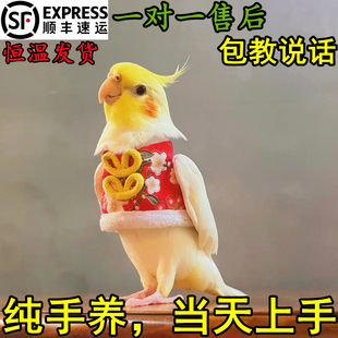 玄凤鹦鹉活鸟宠物黄化幼鸟会说话鹦鹉手养原始灰唱歌白子公母一对