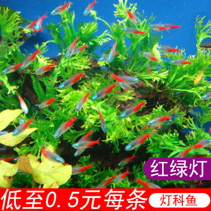 红绿灯鱼宝莲灯鱼钻石灯鱼观赏鱼小型热带淡水灯科鱼活体小鱼好养