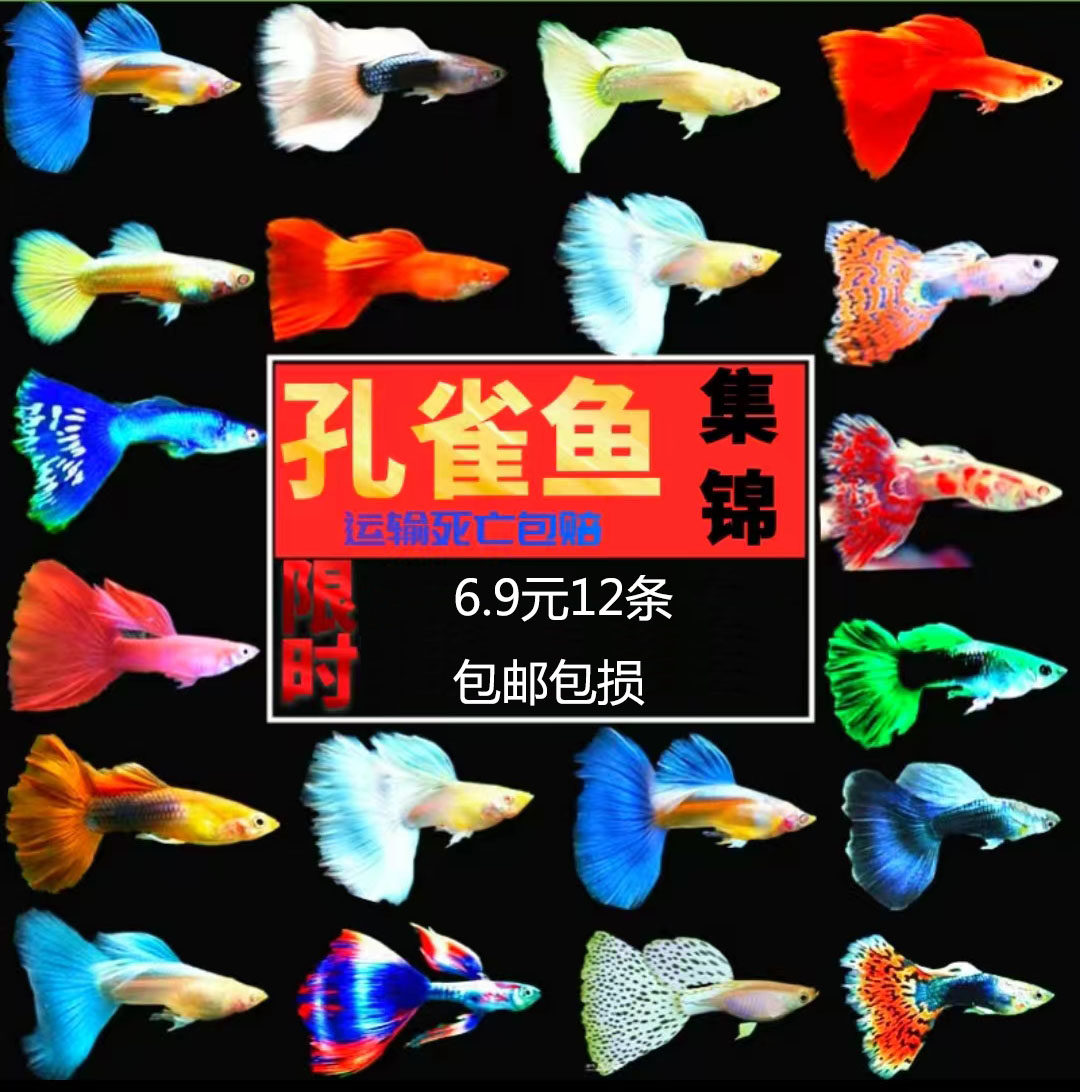清洁小型热观活马天螺淡水好养活体小尾好养耐活