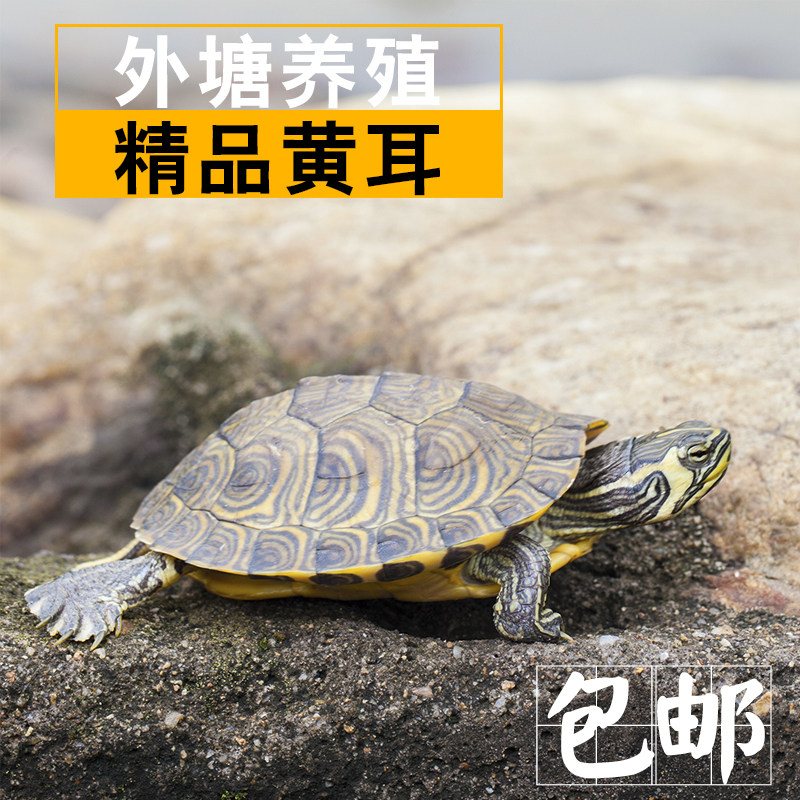 黄耳龟活物小乌龟苗家养宠物龟火焰龟巴西龟活体招财龟深水观赏龟