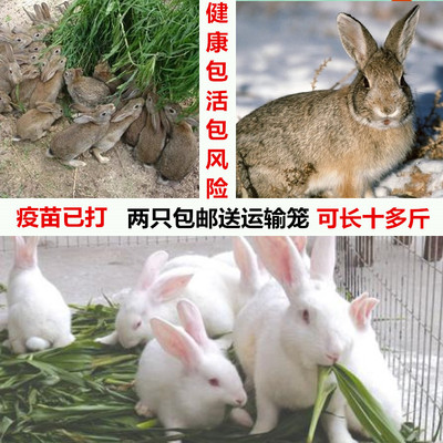兔子活物巨型肉兔苗公母一对起包邮花巨兔比利时小白兔活体可繁殖