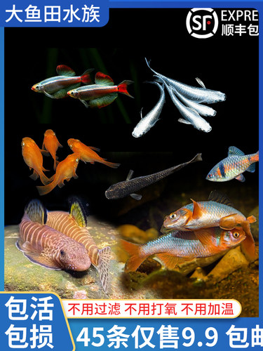 观背青鳉锦鳉鱼观赏鱼原生鱼活体小型耐活易养冷水鱼鳑鲏鱼吸鳅鱼