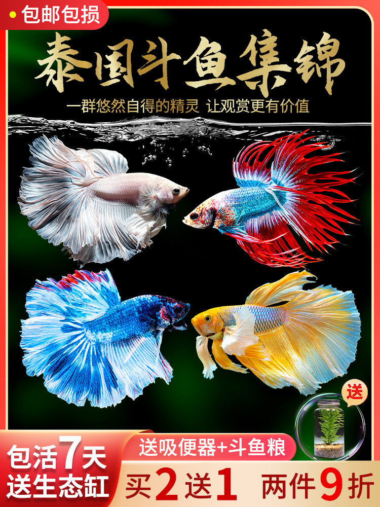 泰国斗鱼半月狮王马尾母鱼活鱼好鱼