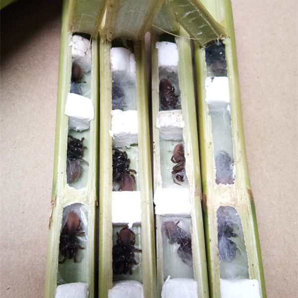 地黄牛活体虫黄色地蜘蛛壁口袋中大30只画眉鸟食提性催叫助打斗