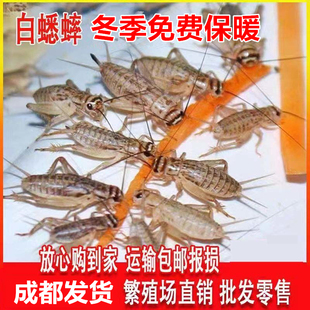 白蟋蟀曲曲蟋蟀蛐蛐活体饲料活虫守宫蜥蜴鸟鱼角蛙鬓狮蜘蛛宠物粮