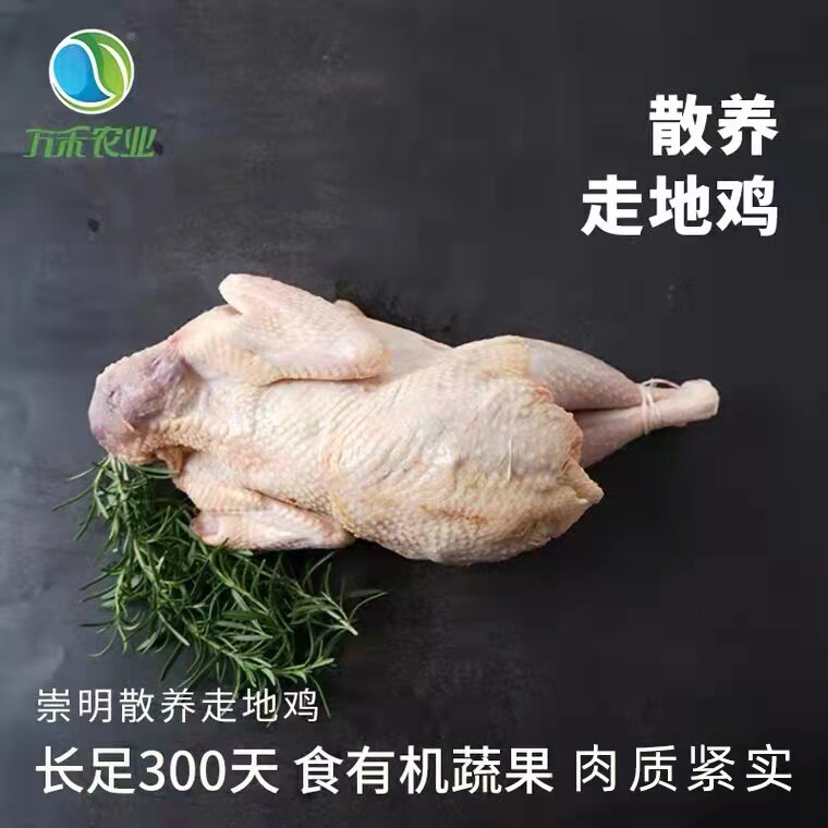 崇明有机农场1200g左右芦花鸡