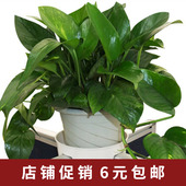 T字十字型办公室工位花盆托盘专用绿萝花卉托盘办公室隔断拖盘