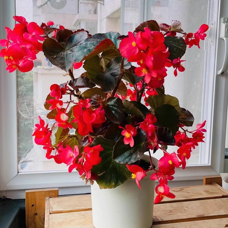 海棠宿根庭院阳台四季开花花镜