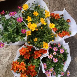 四季鬼针草盆栽耐寒耐热庭院阳台地栽易养多年生宿根花镜地被植物