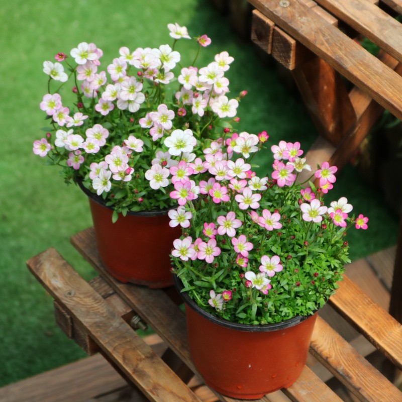 四季虎耳草盆栽虎耳花花苗庭院阳台山耐寒开花爆棚多年生易养植物