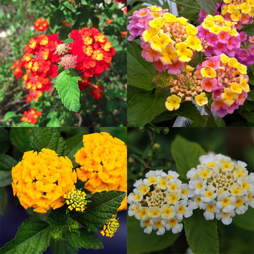 五色梅木本庭院阳台四季开花