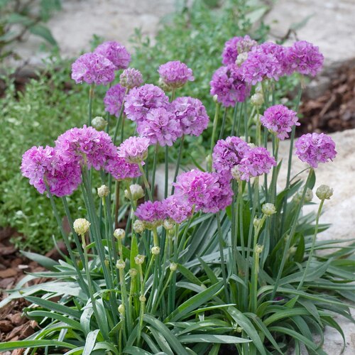 海石竹木本庭院阳台四季开花