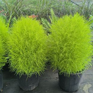 四季花镜地肤球盆栽绿地肤狮子头扫把头草阳台庭院绿植多年生宿根